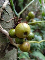 Ficus benguetensis