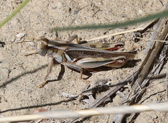 Melanoplus packardii