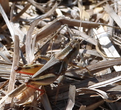 Melanoplus packardii