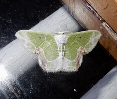 Protuliocnemis partita