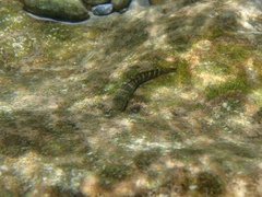 Sicyopterus japonicus