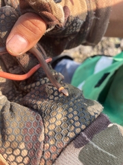 Tantilla schistosa