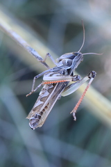 Phlibostroma quadrimaculatum