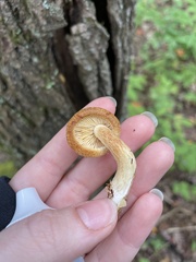 Tricholomopsis bella