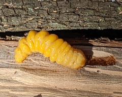 Placosternus difficilis