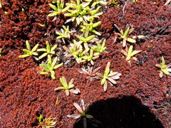 Abrotanella caespitosa