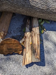 Placosternus difficilis