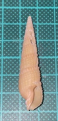 Pristiterebra tuberculosa