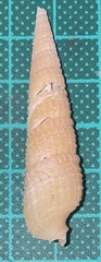 Pristiterebra tuberculosa