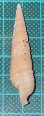 Pristiterebra tuberculosa