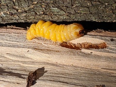 Placosternus difficilis