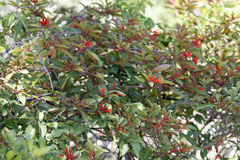 Hamelia patens glabra