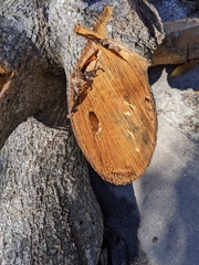 Placosternus difficilis