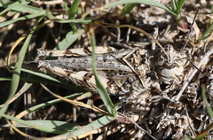 Trachyrhachys aspera