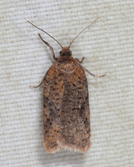 Acleris semiannula