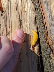 Placosternus difficilis