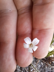 Wahlenbergia albomarginata