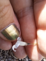 Wahlenbergia albomarginata