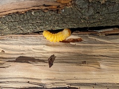 Placosternus difficilis