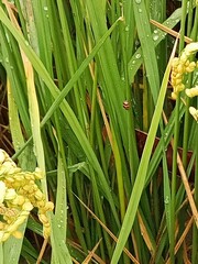 Harmonia octomaculata