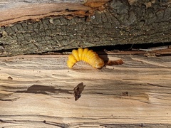 Placosternus difficilis