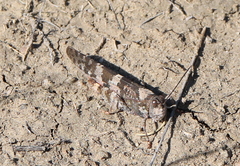 Trimerotropis melanoptera
