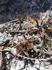 Wahlenbergia albomarginata