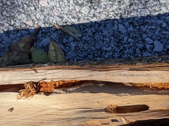 Placosternus difficilis