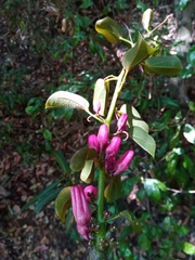 Adenia densiflora image