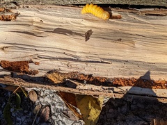 Placosternus difficilis