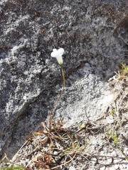 Wahlenbergia albomarginata