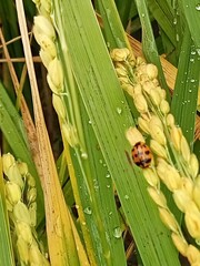 Harmonia octomaculata