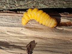 Placosternus difficilis