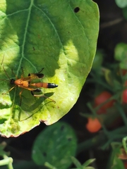 Ctenochares bicolorus
