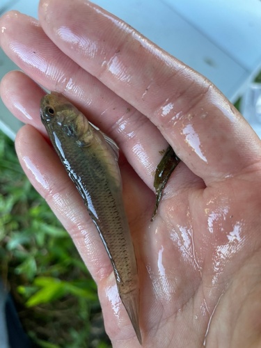 Chin-band goby (Stenogobius genivittatus) — Gobiidae — 3