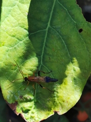 Ctenochares bicolorus