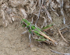 Phlibostroma quadrimaculatum