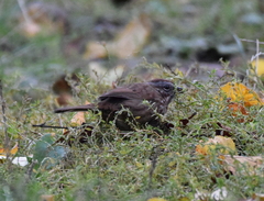 Melospiza melodia rufina