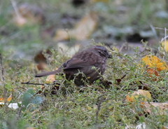 Melospiza melodia rufina