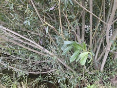 Salix purpurea