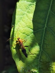 Ctenochares bicolorus