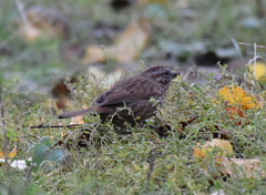 Melospiza melodia rufina