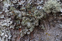 Punctelia caseana
