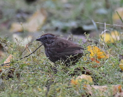 Melospiza melodia rufina
