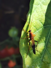 Ctenochares bicolorus
