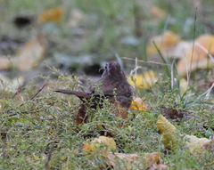 Melospiza melodia rufina