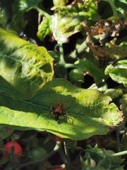 Ctenochares bicolorus