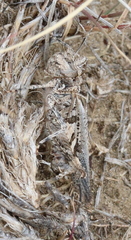 Trachyrhachys aspera