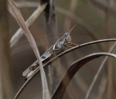 Stenocatantops angustifrons