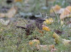 Melospiza melodia rufina